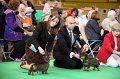 Crufts2010 582